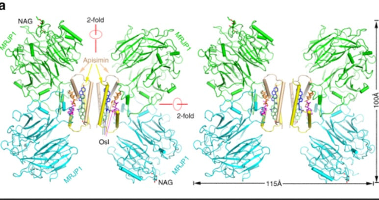 Major Royal Jelly Protein and apisimin complex Nature paper