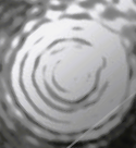 royal jelly protein imaged using a NanoSight microscope