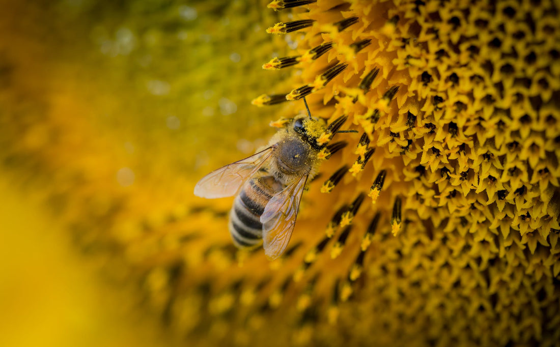 Manuka Honey Cancer Treatment: The Inverse Relationship - OH BEE HAVE