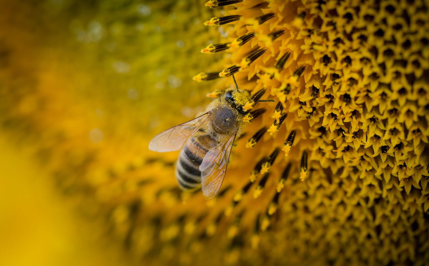OH BEE HAVE empowering healing apitherapy healing technology